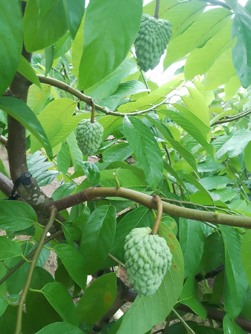 凤梨释迦果