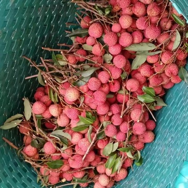 广西灵山桂味荔枝