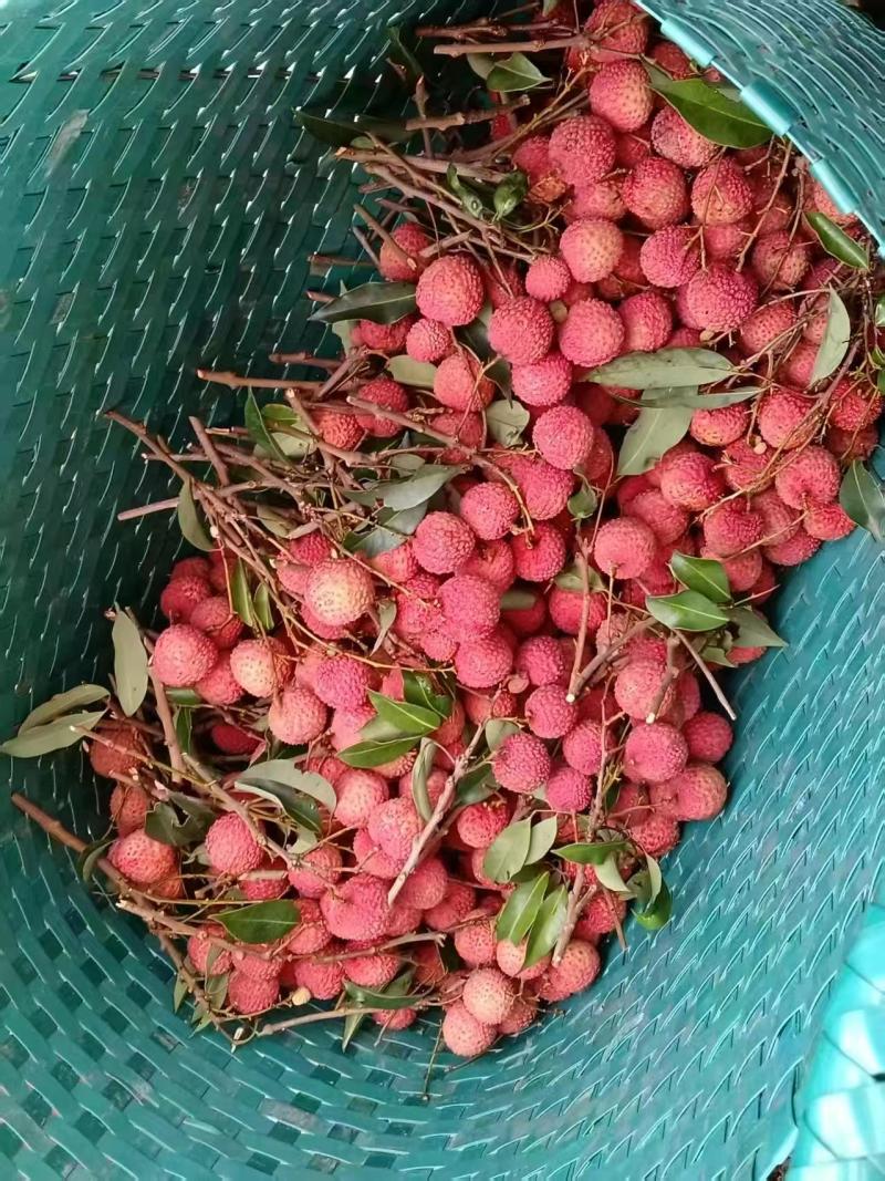 广西灵山桂味荔枝