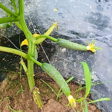 水果黄瓜