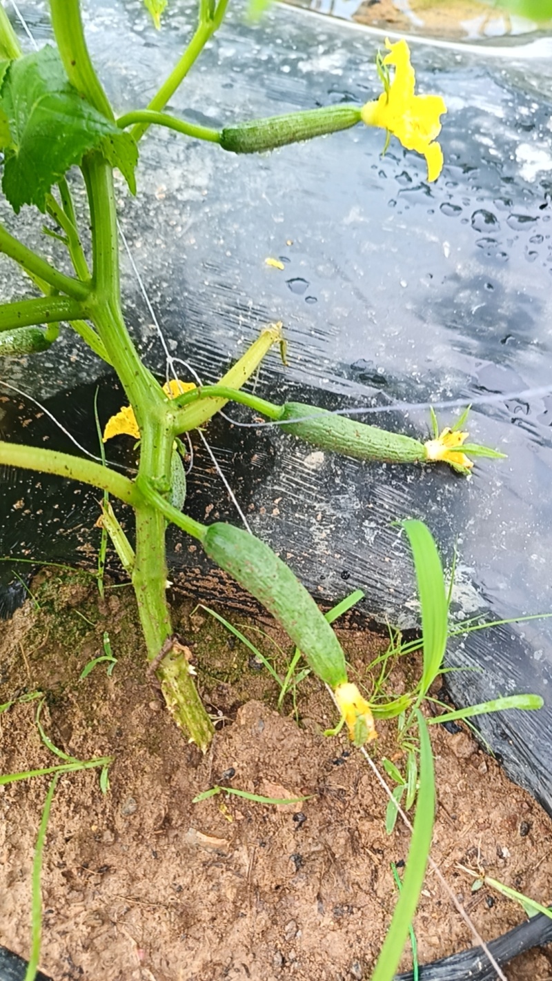 水果黄瓜