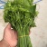 精品龙须菜