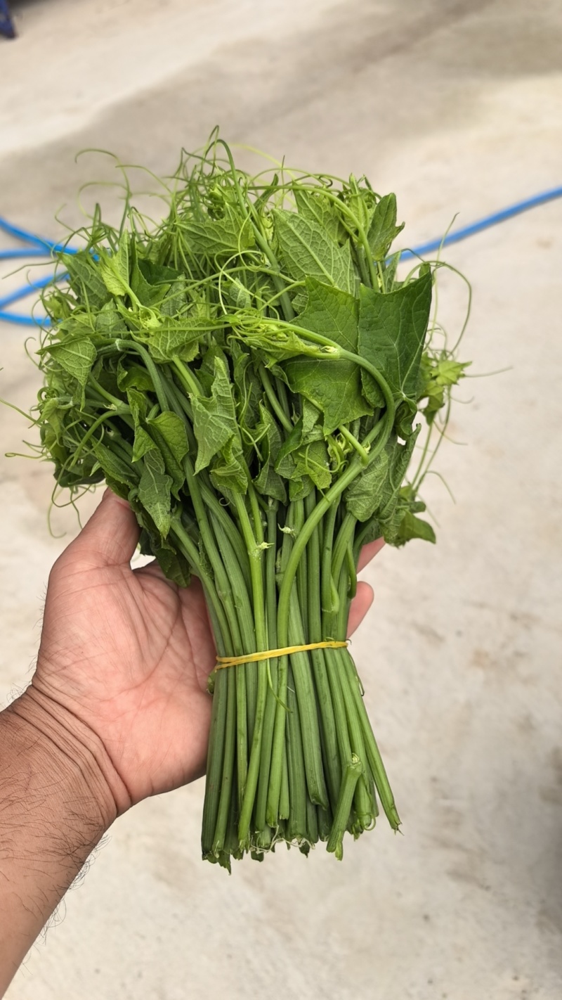 精品龙须菜