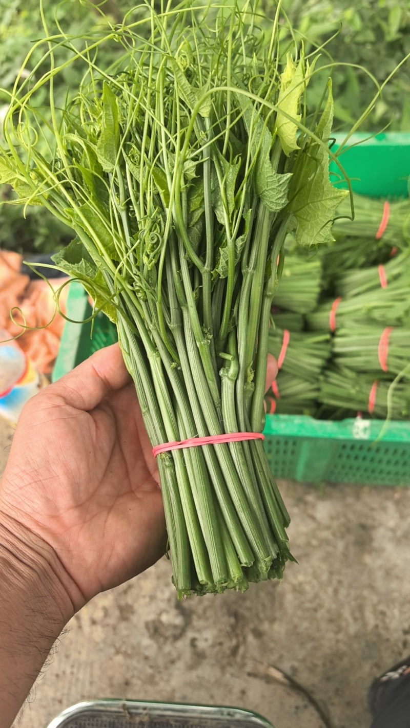 精品龙须菜