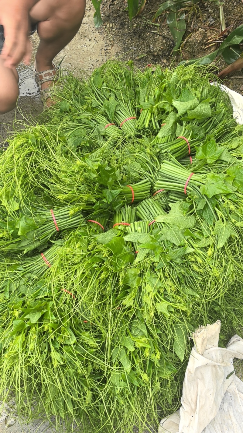 精品龙须菜