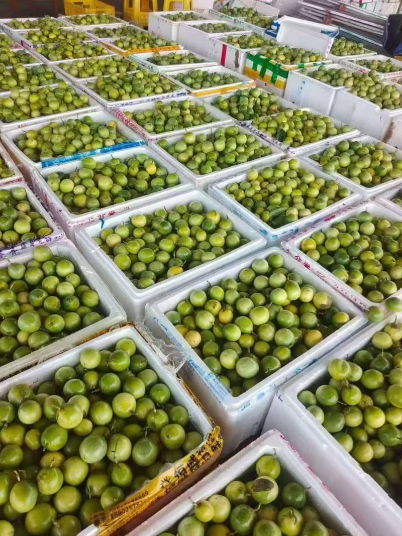 源头直发钦蜜9号百香果，电商爆品，支持一件代发