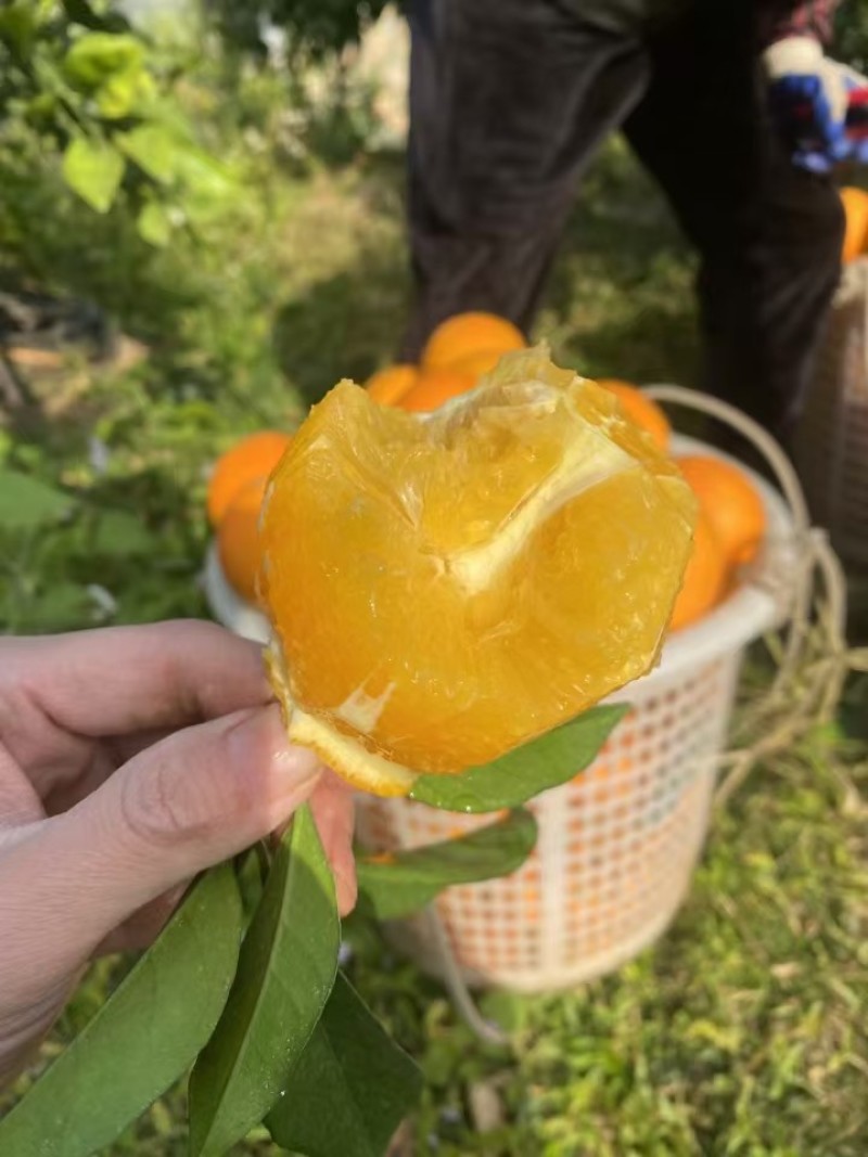 江西赣南脐橙