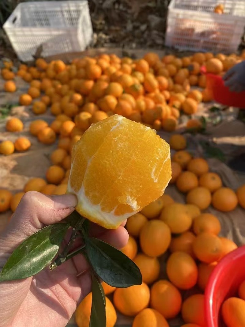 江西赣南脐橙