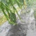 本地线椒，现摘