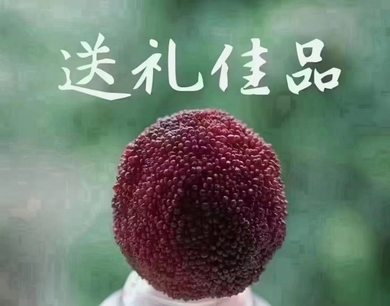 浙江仙居东魁杨梅