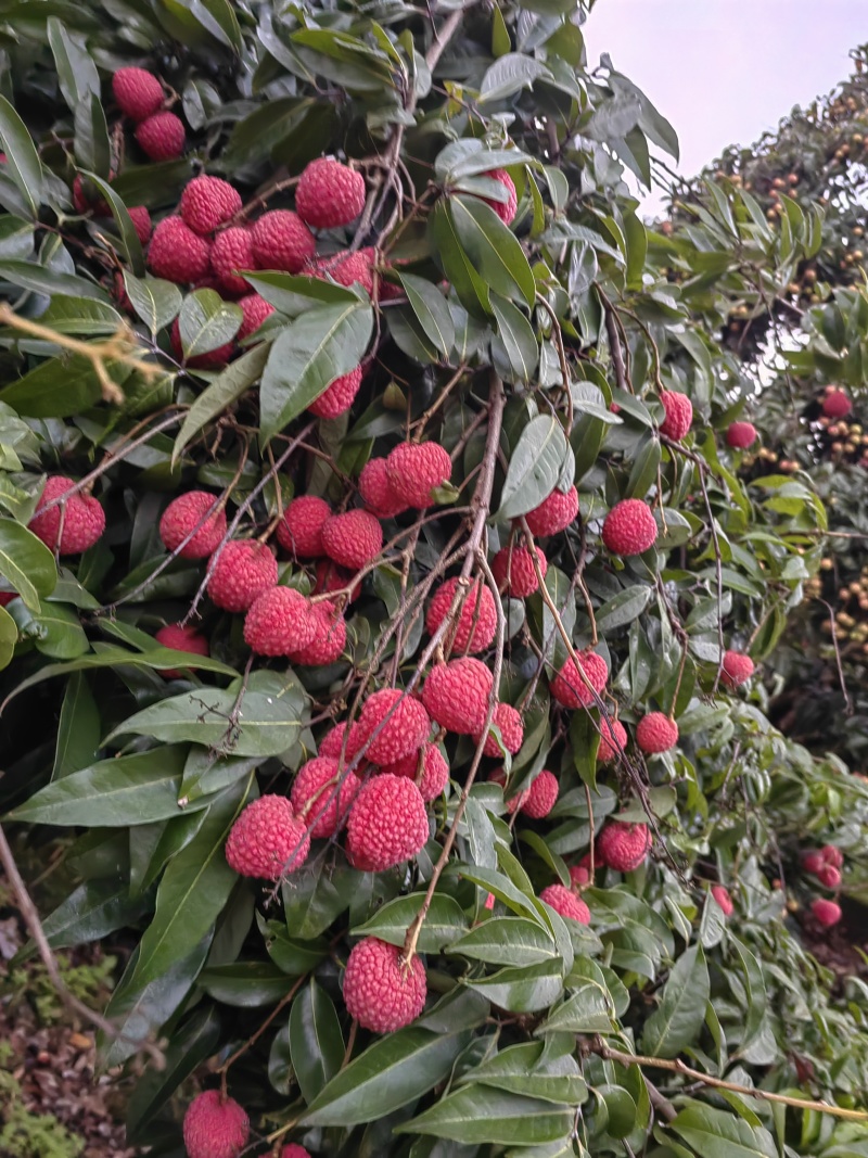 荔枝