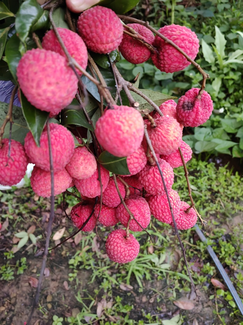 荔枝