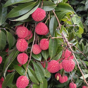 荔枝