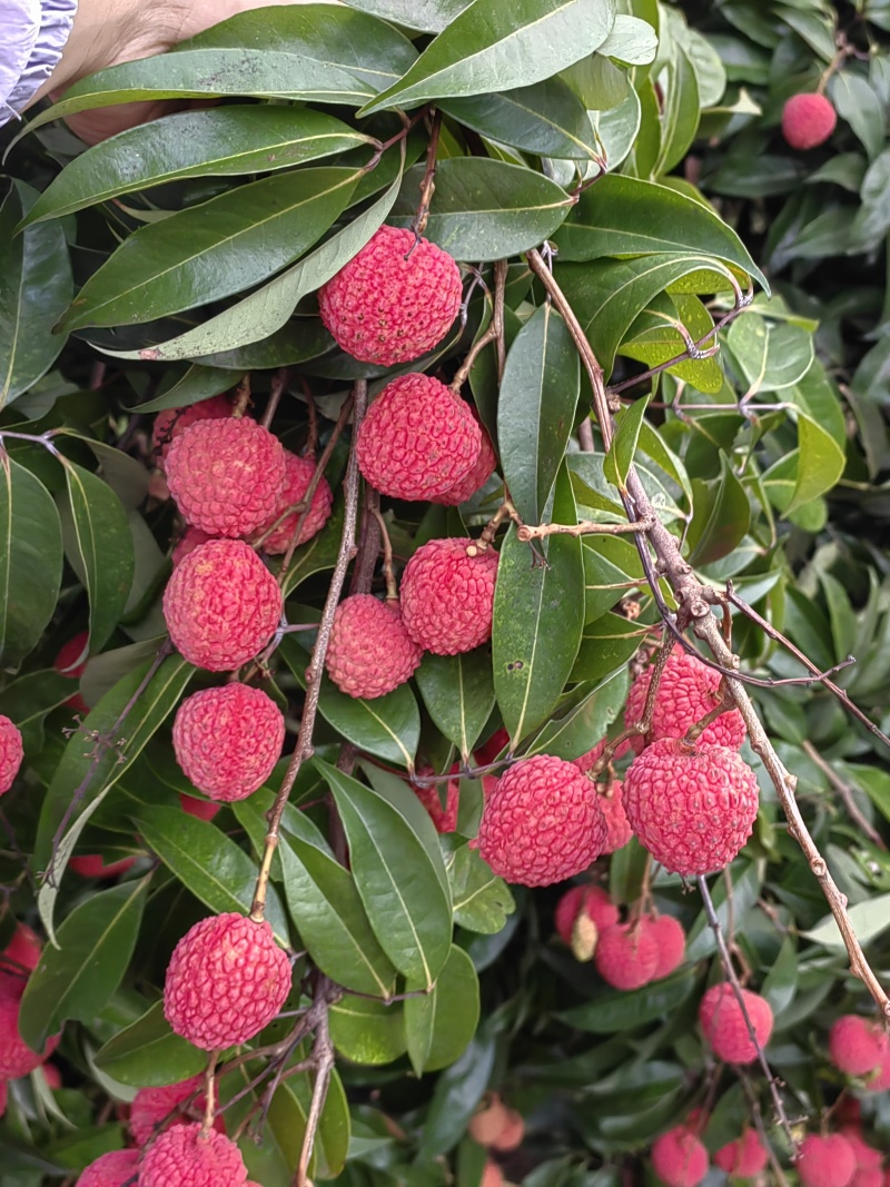 荔枝