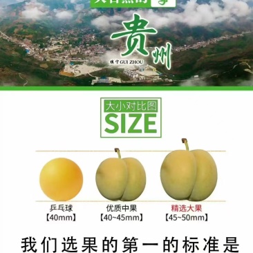 贵州安顺六马蜂糖李