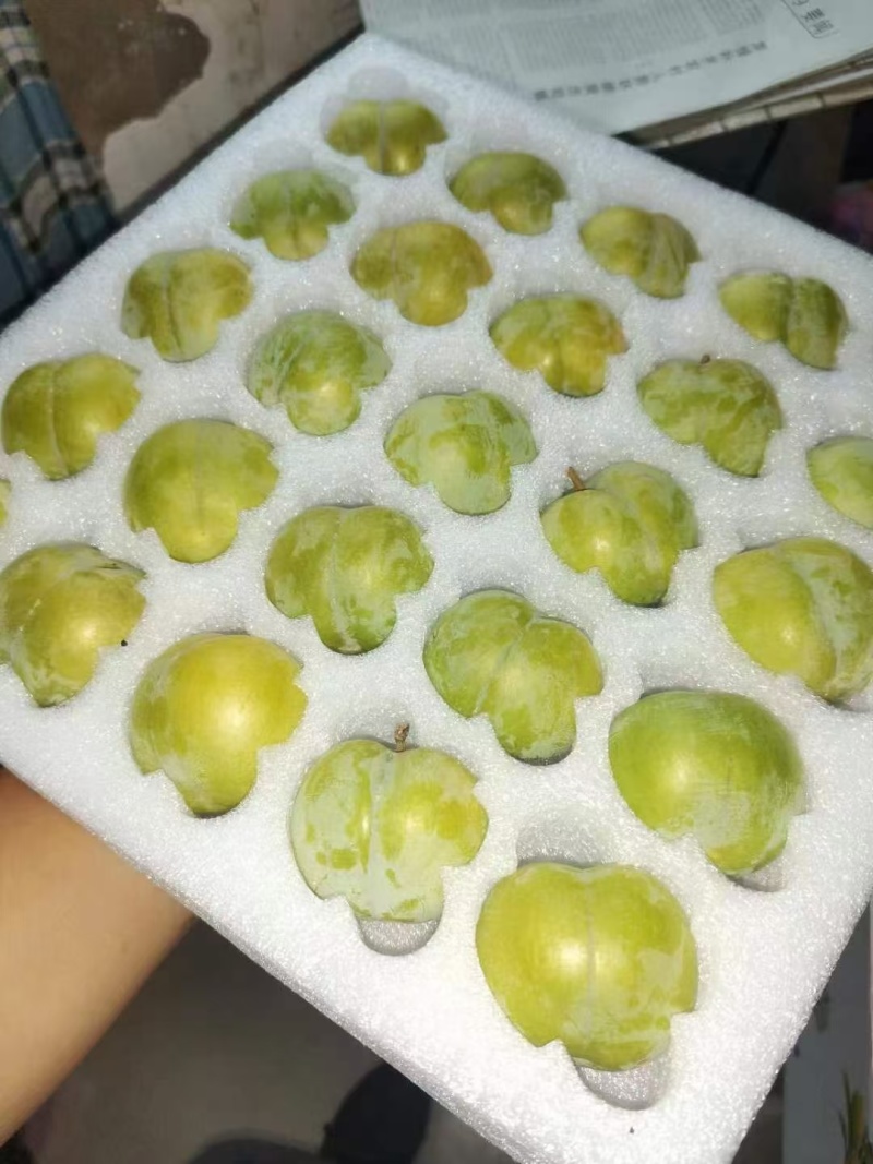 贵州安顺六马蜂糖李
