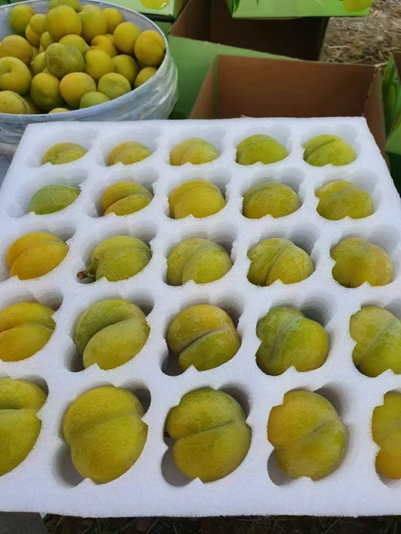 贵州安顺六马蜂糖李