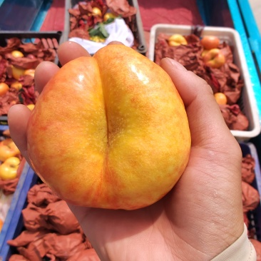 黄金油蟠桃