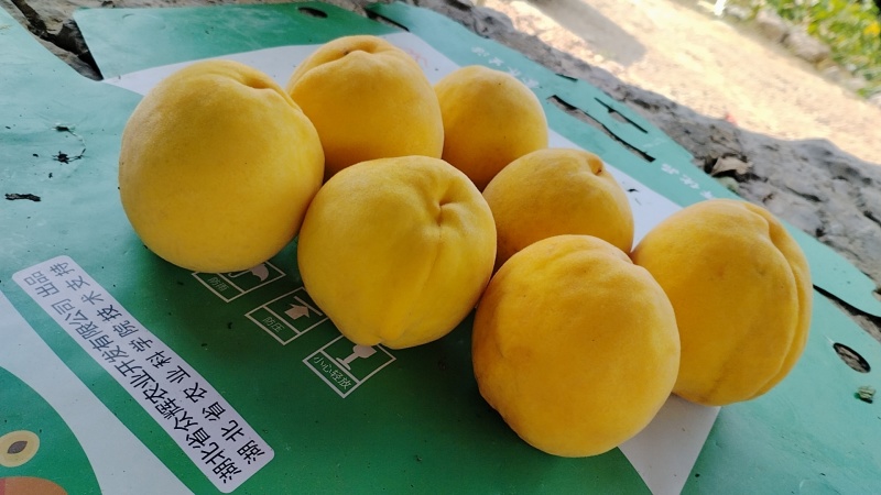 黄桃