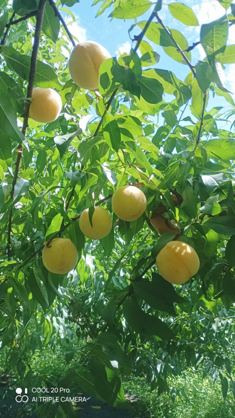 黄桃