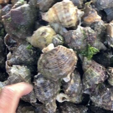 薄皮海螺