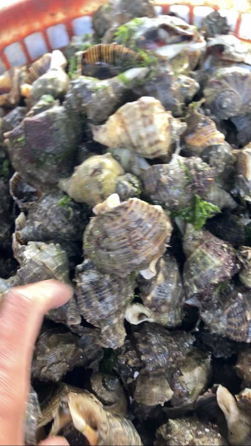 薄皮海螺