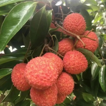 荔枝