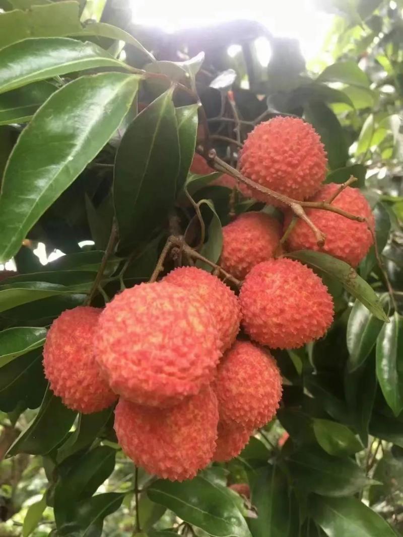 荔枝