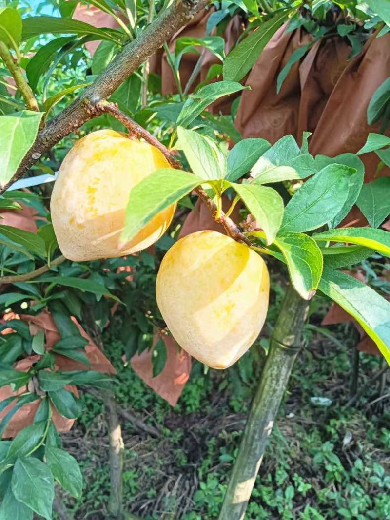 黄金奈李，甜过初恋，自产自销