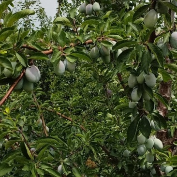 西梅李
