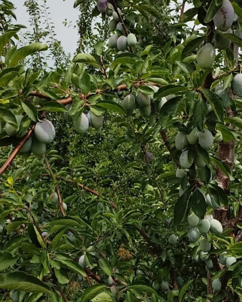 西梅李