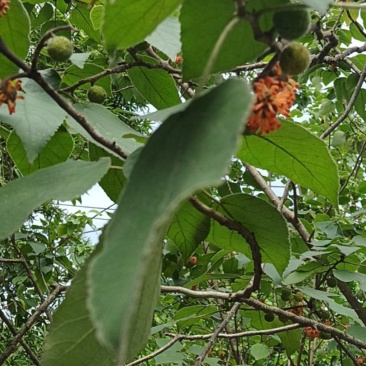构树鲜青果
