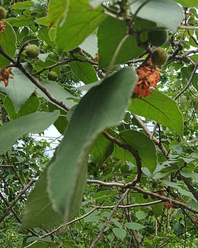 构树鲜青果