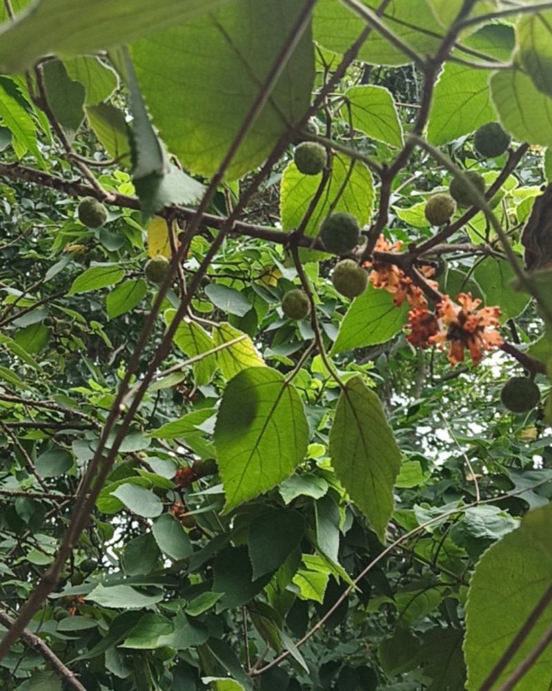 构树鲜青果