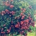 从化桂味荔枝