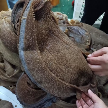 毛肚厂家直供