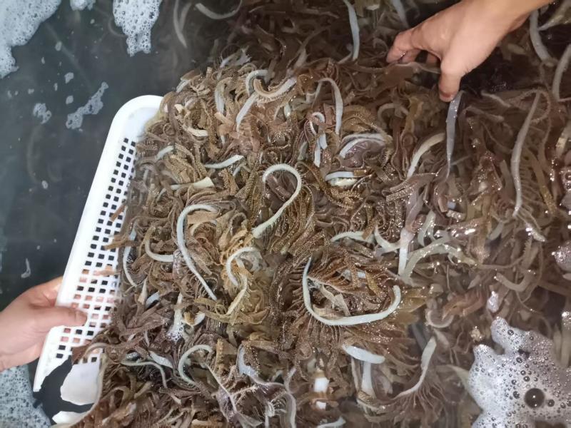 毛肚厂家直供