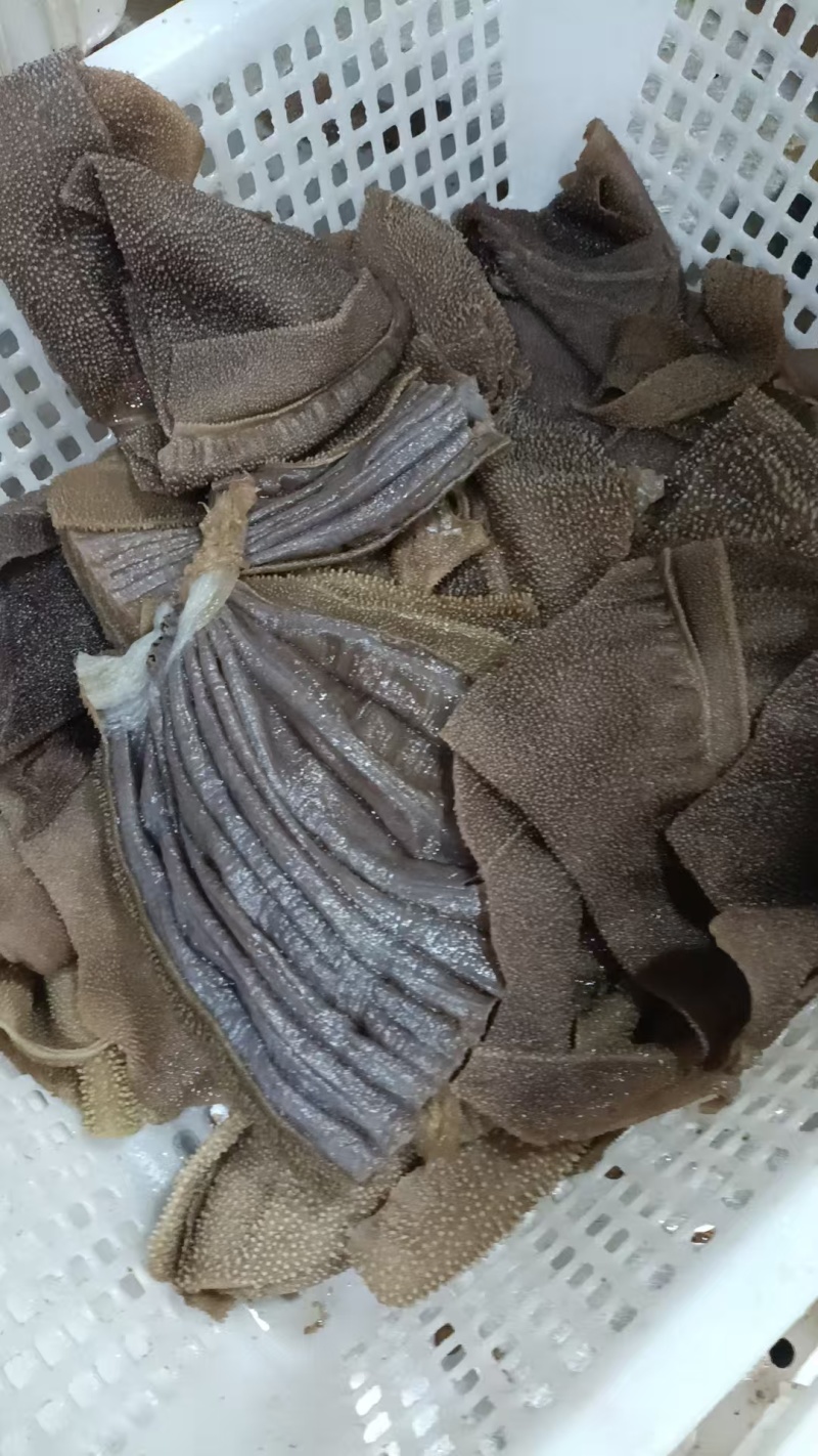 毛肚厂家直供