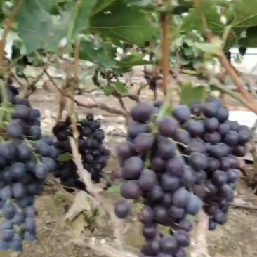 无籽玫瑰香葡萄