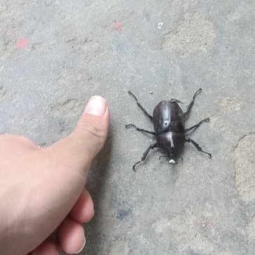 独角仙