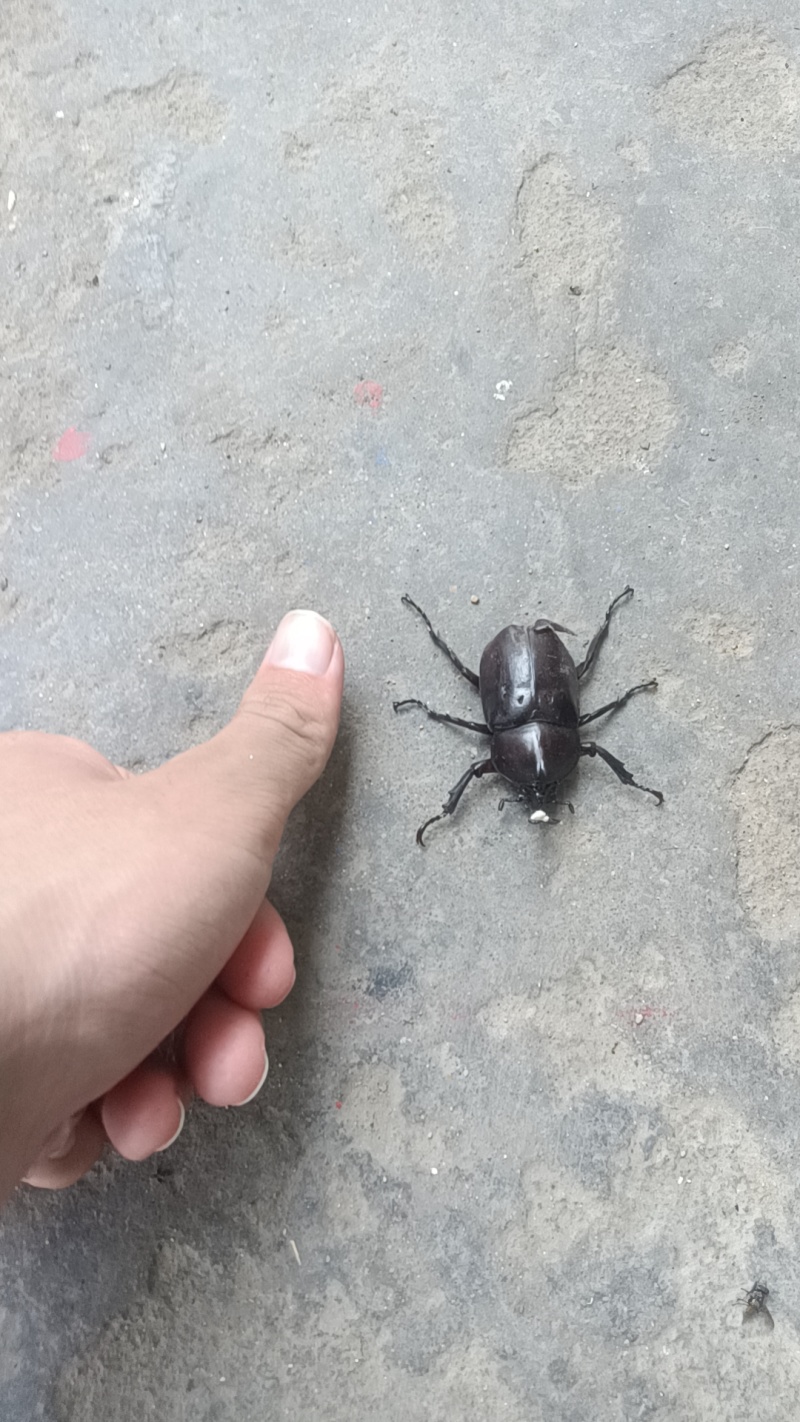 独角仙
