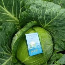 我要卖的是扁包菜工厂货市场货都有质量好，价格便宜。