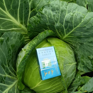 我要卖的是扁包菜工厂货市场货都有质量好，价格便宜。
