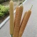 香蒲棒