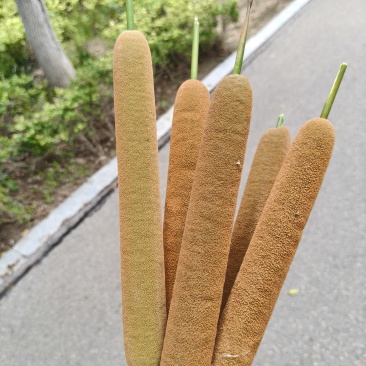 香蒲棒