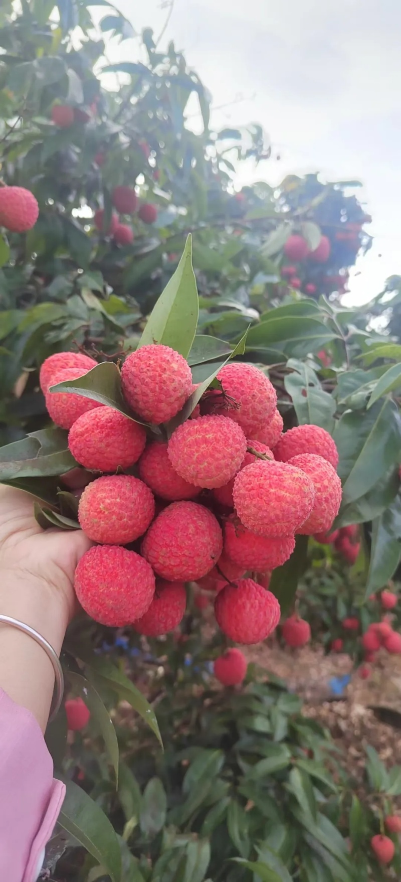 广西桂平麻垌荔枝