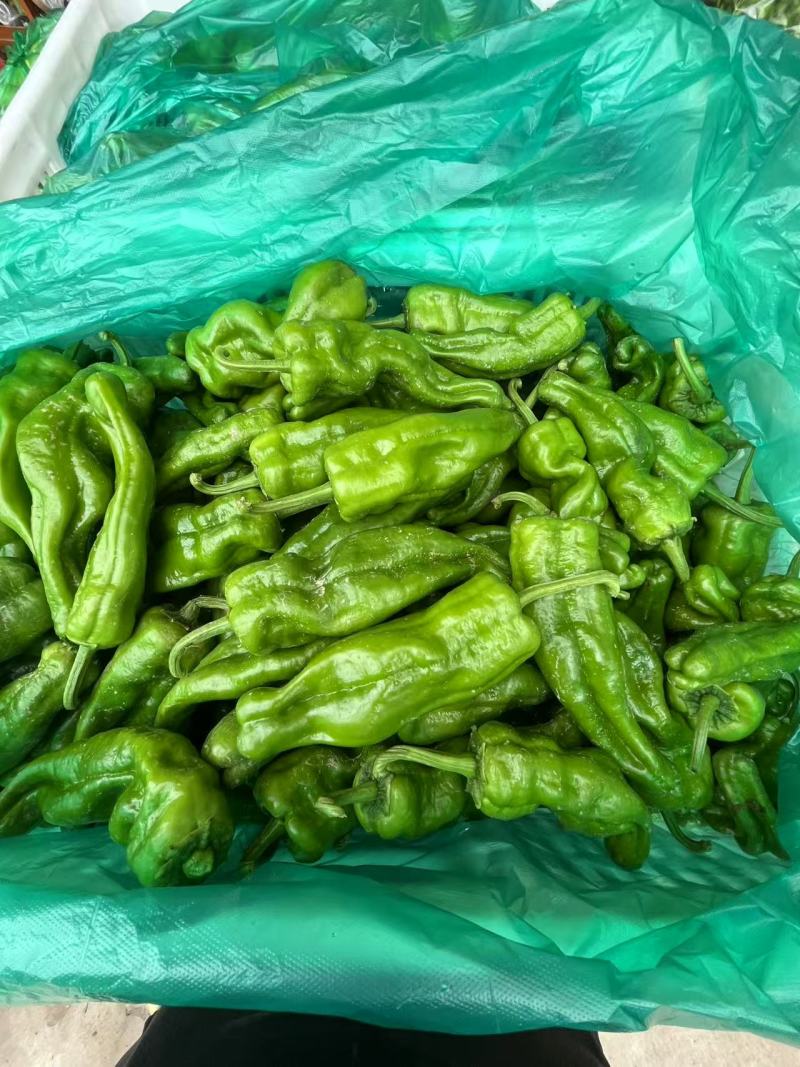 301泡椒菜椒，辣椒，