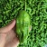 301泡椒菜椒，辣椒，