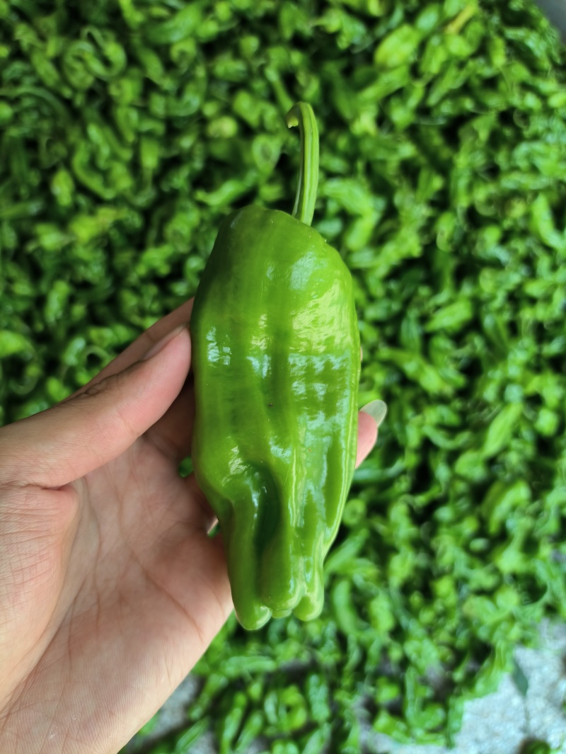 301泡椒菜椒，辣椒，