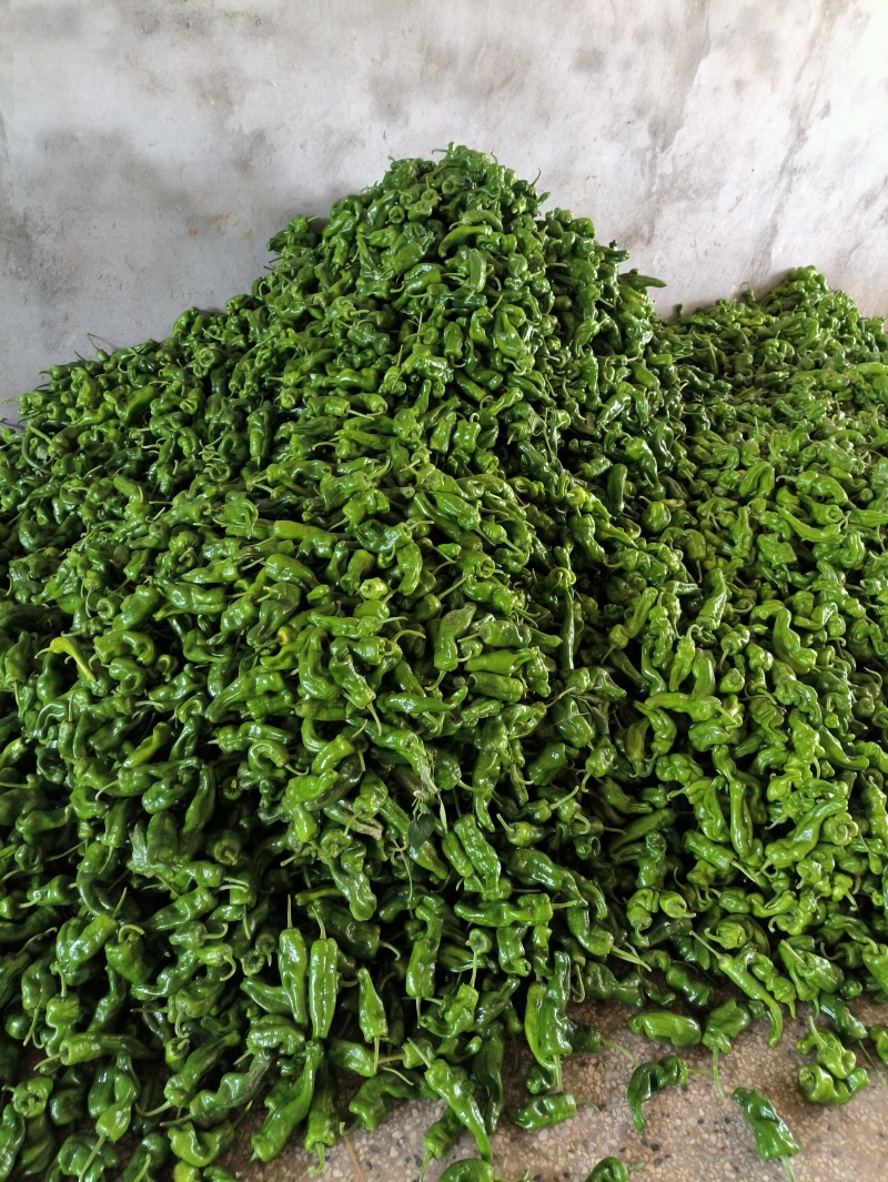 301泡椒菜椒，辣椒，